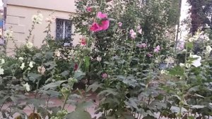 Мальва шток-роза. Ржавчина или недостаток влаги?