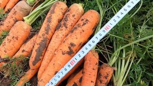 Морковь Мирафлорес, ручной сбор. Carrots Miraflores, hand harvest