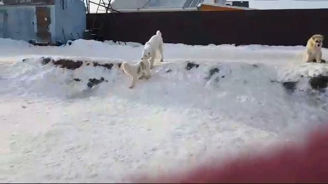 Жизнь Питомника Тимерташ смотреть онлайн