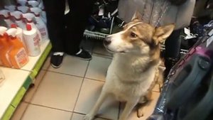 Собака выполняет команды в зоомагазине (Железняка)