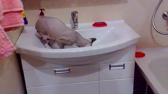 Канадский Сфинкс. Орландо. Биотуалет.