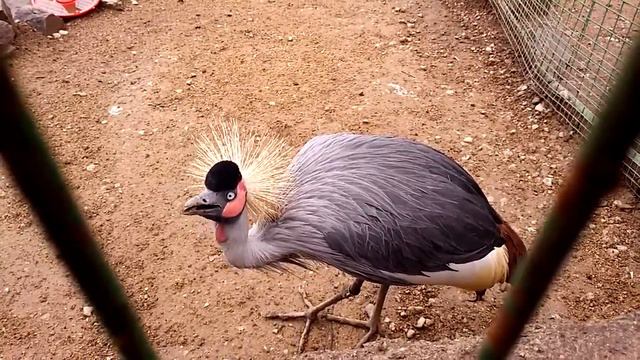 Алматы Кок Тебе Зоопарк Журавль смотреть онлайн