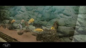 Музей-аквариум ИБВВ РАН имени И.Д.Папанина