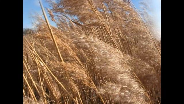 Черноморское - Город камышей.Крым - 2013. смотреть онлайн