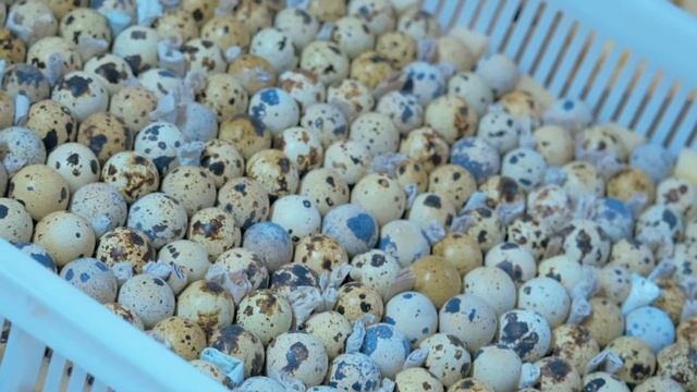 Выращивание перепелов породы техасский бройлер