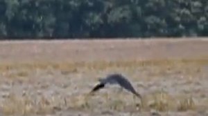 Как взлетает ворон