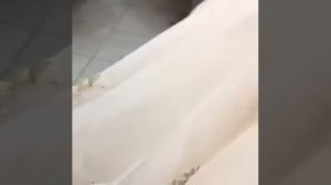 Свадебный салон Камелия. Новинка 2018 года!