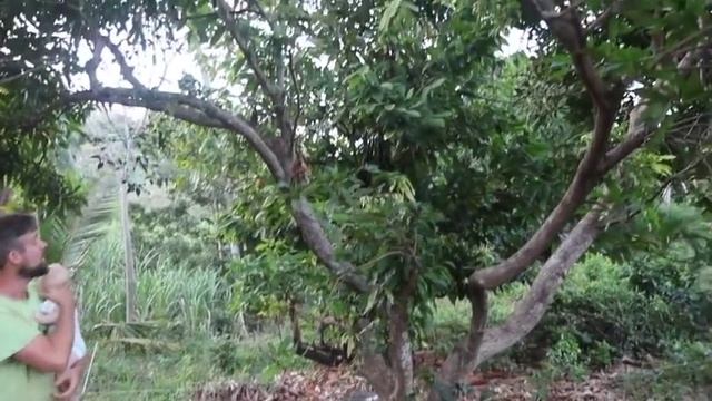 BUY THE DIP (And Plant Pak Choi) смотреть онлайн