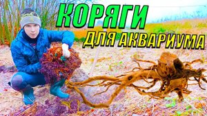 Коряги для аквариума СВОИМИ РУКАМИ!