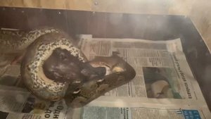 Сетчатый питон заглатывает кролика