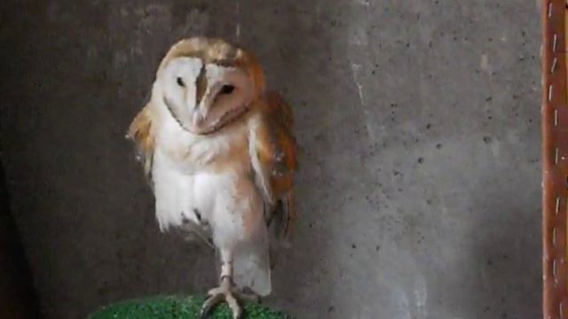 Сипуха Сифа общение - Barn owl Sifa  communication