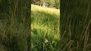 Отдых с ночёвкой в полатках в сосновом лесу,на берегу реки