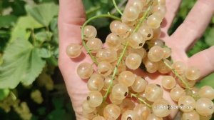 Смородина белая алмазная (поспела)