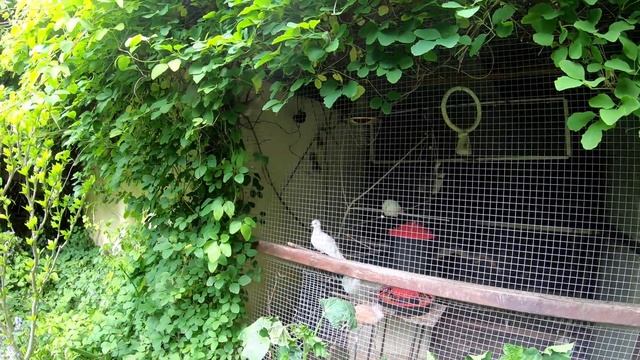 Куклы - марионетки и потайной садик недалеко от Летенских садов в Праге. смотреть онлайн