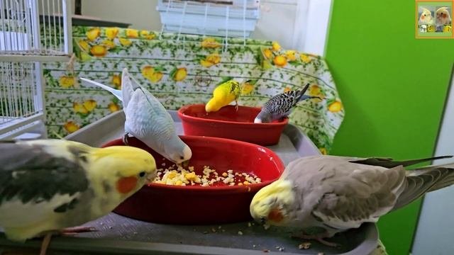 Funny Parrotszotti 405. Life Of Cockatiels And Budgies. Жизнь корелл и волнистых попугаев