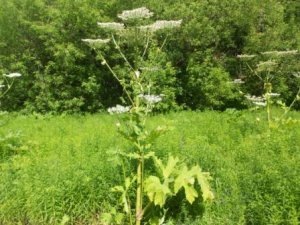 Резинотехника.avi