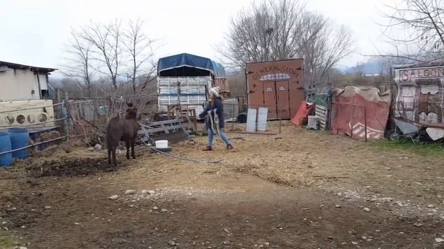 Обучаем-отлучаем МУЛА от кобылы/Возвращение в табун смотреть онлайн