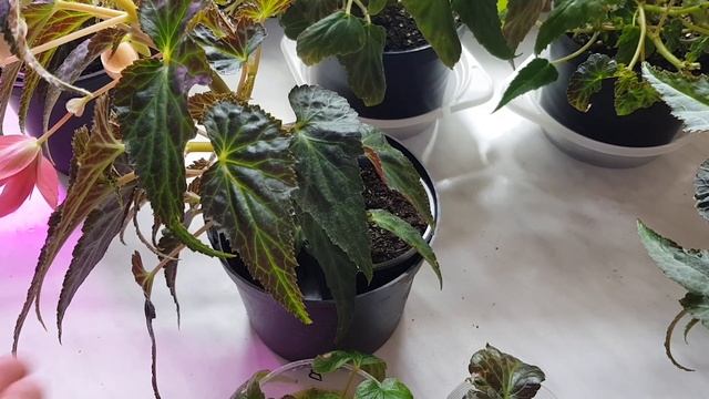 Ампельная Бегония Беллекония /Зимнее черенкование/Субстрат для укоренения