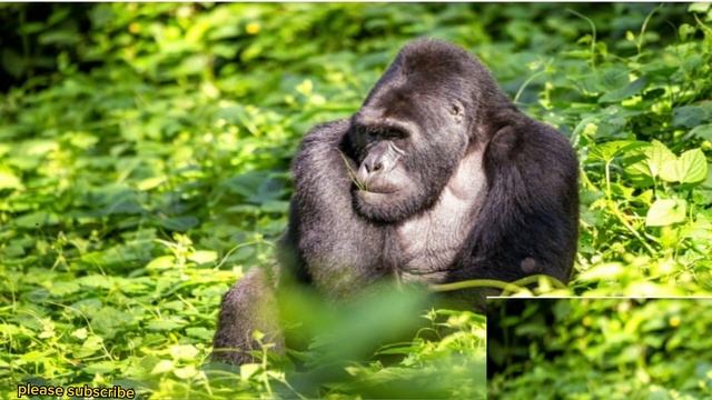 Gorillas, jaguars and other wildlife vulnerable to human activity even in nature reserves смотреть онлайн