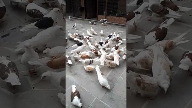 Голуби Армении кудули #Голуби #бойные #бокатые