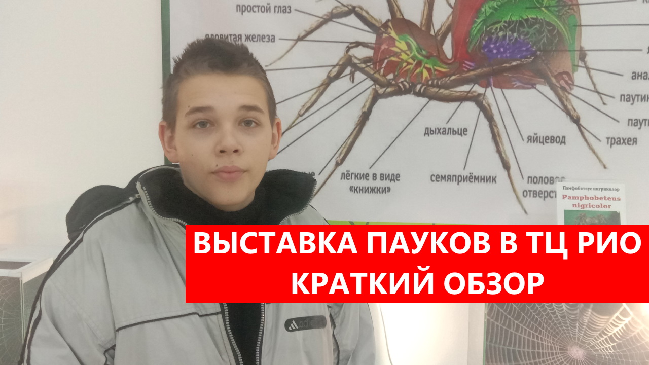 УДИВИТЕЛЬНЫЙ МИР ПАУКОВ  - выставка В ТЦ "РИО" (Ярославль) в 2023 году - краткий обзор