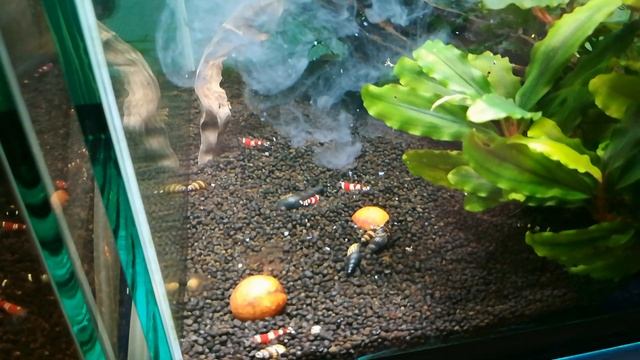 Внесение GlasGarten Betaglucan для поднятия иммунитете аквариумным креветкам. День третий. смотреть онлайн