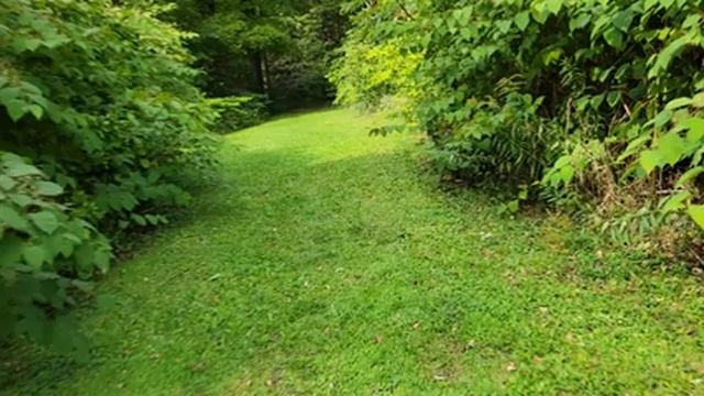 Красота природы! Гуляю по новым местам. Нападет ли на меня медведь и съест? Или серая лисица? смотреть онлайн