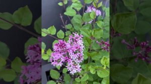 bloomerang dark purple Lilac