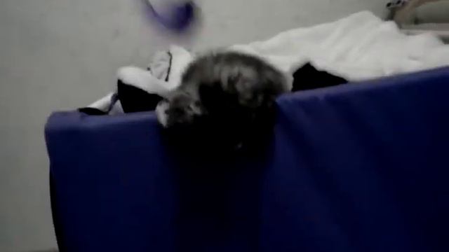 Котята Мейн кун 2 месяца. Питомник Plus Positive