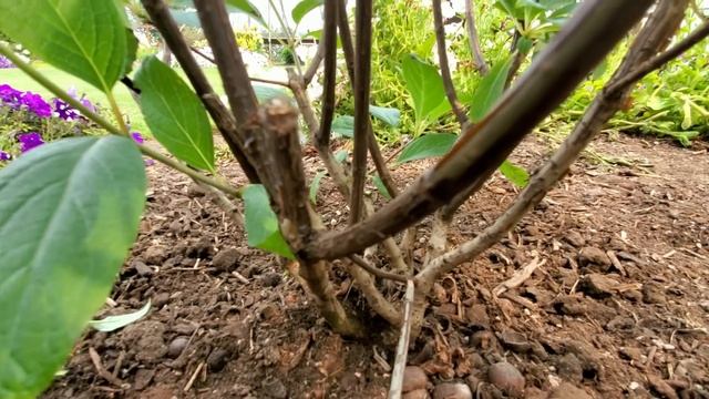 Метельчатые Гортензии. Как подкисляем грунт и какое удобрение вносим. смотреть онлайн