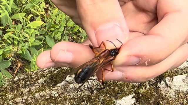 Страсти по многоногим. Часть 2: Самые редкие жуки Центральной России