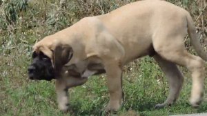 NICKO NEW ISAN. 3 months. Английский мастиф. English Mastiff