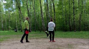 бордер-колли Виджи - фризби-трюки