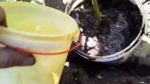 1.Укоренение винограда воздушными отводками.
