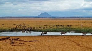 The African savanna. Африканская саванна.