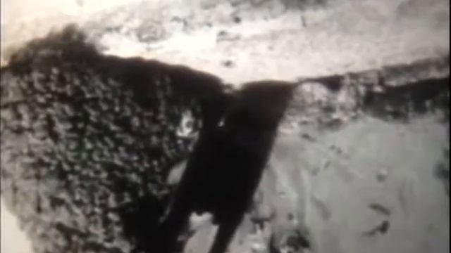 Птицы, кормящиеся в воздухе смотреть онлайн