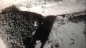 Птицы, кормящиеся в воздухе