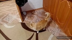 У нас опять эксперимент! Как отучить кота лазить на стол???