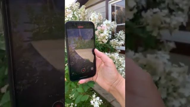 Как правильно красиво фотографировать цветы смотреть онлайн