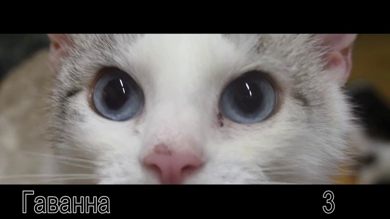 Сюжет о кошачьем приюте