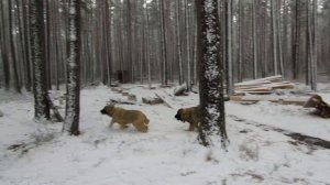 Кавказская овчарка ( питомник Дальний кордон, Беларусь )