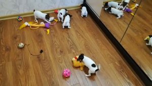 Щенки американский той-фокстерьер