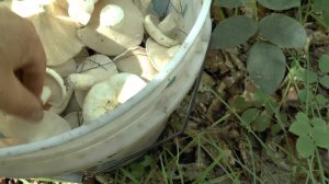 Сбор молочных груздей