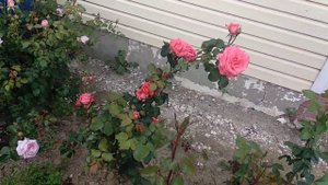 Одна из любимок🌹Ди Ди Бриджуотер