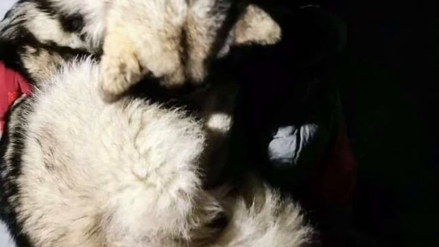 Преданный пес согревает пострадавшего туриста всю ночь пока не прибыла помощь