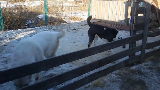 Бугай Алабай. Первые сутки полностью на улице. смотреть онлайн