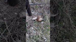 Ласка убийца;) Жесть. Смотреть всем