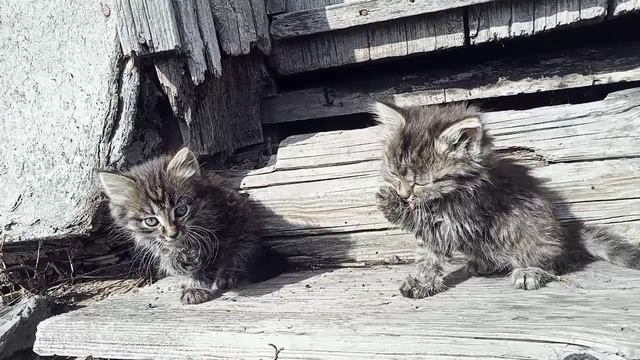 котята