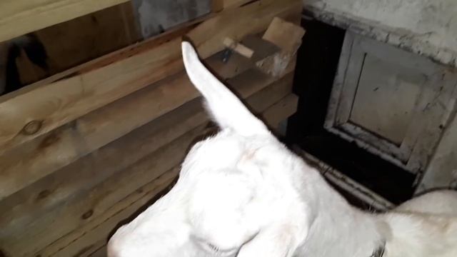 Сюрприз от козы. Вот и наступил этот день... смотреть онлайн