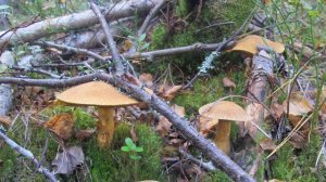 Грибы на Карельском перешейке.